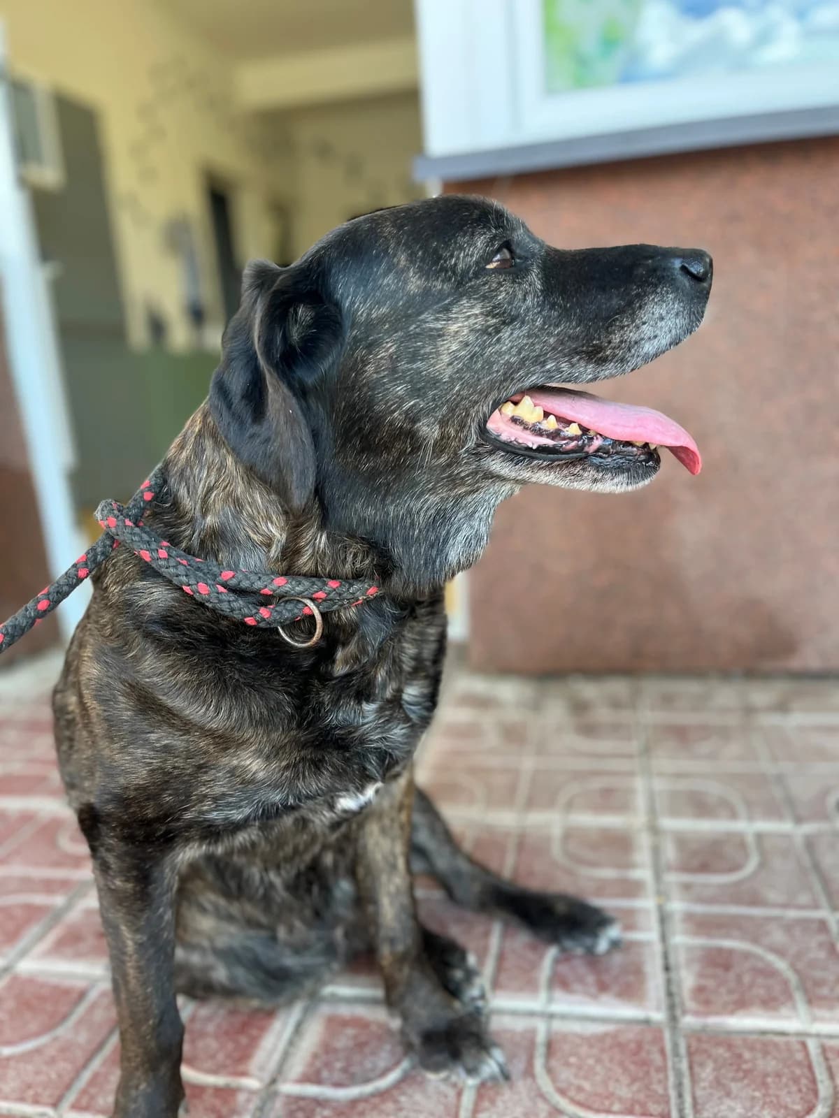 Jaruška, female mixed breed for adoption at Útulek Přerov