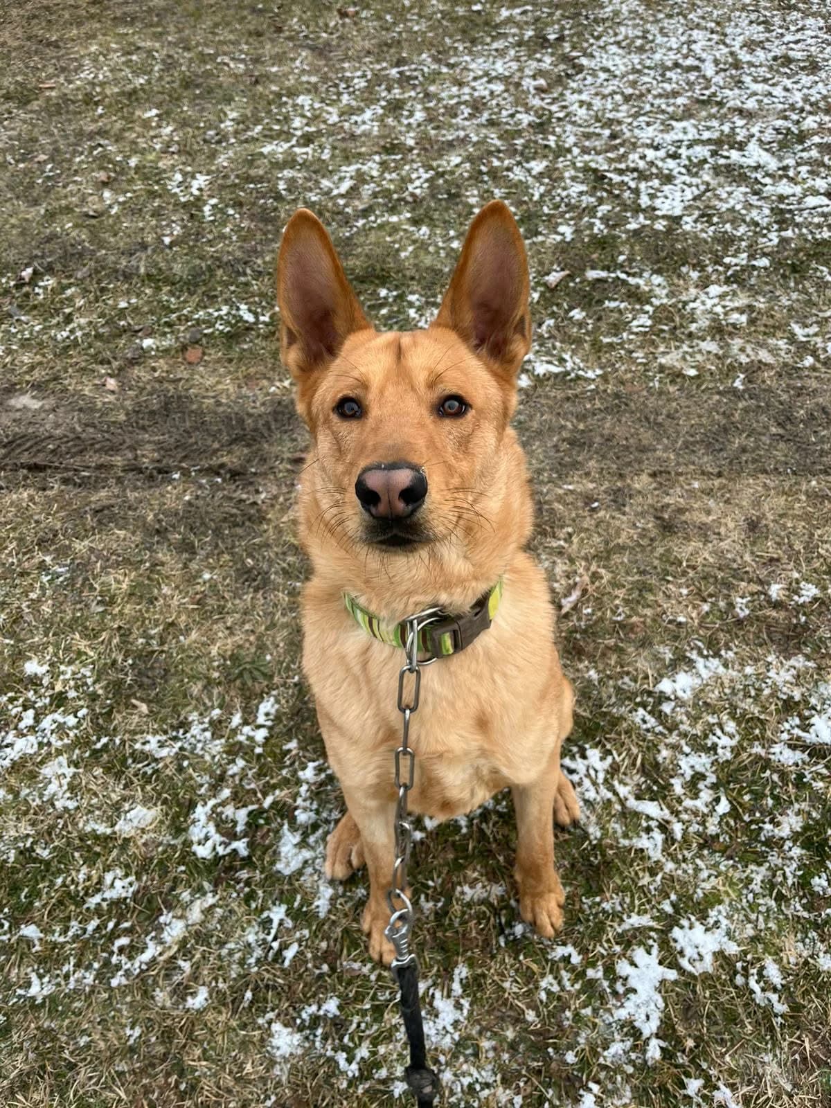 Jimmy, male mixed breed for adoption at Útulek Přerov