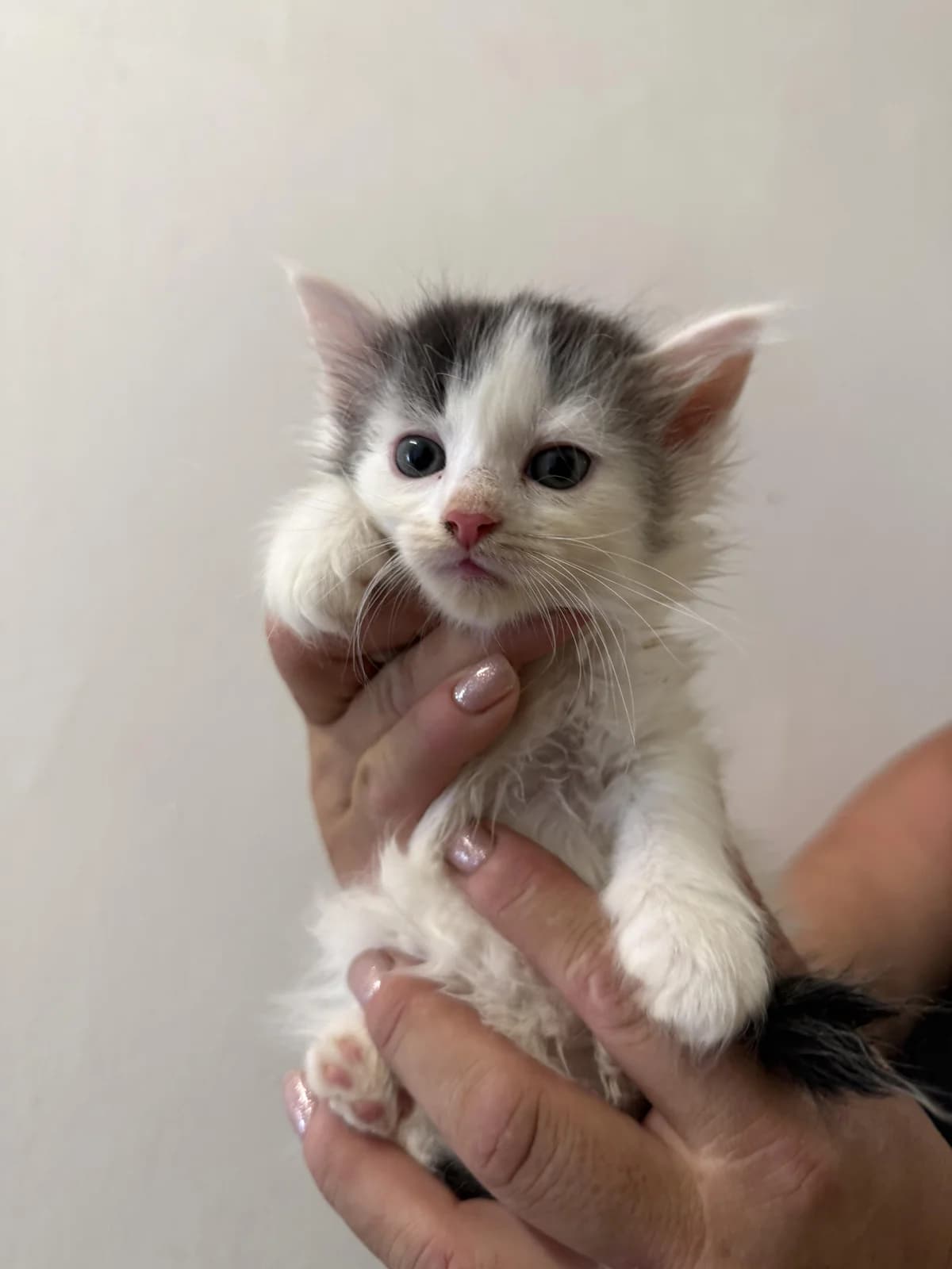 Kleopatra, female mixed breed for adoption at Útulek Přerov, Přerov-Přerov 2