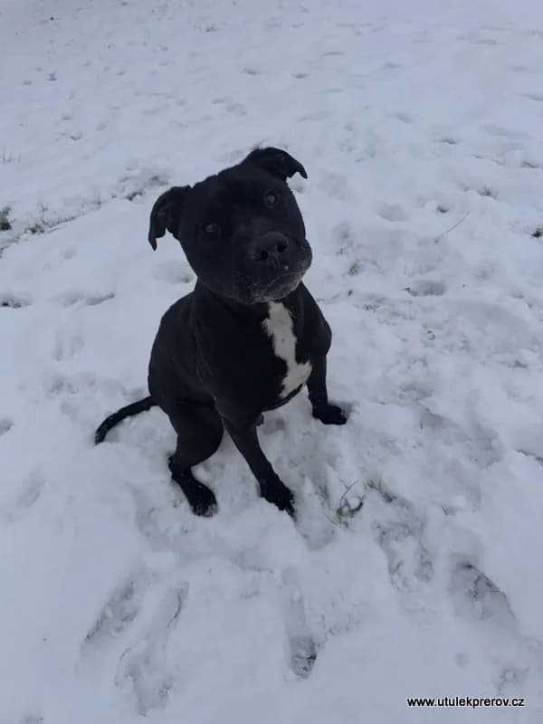 Kurt, male mixed breed for adoption at Útulek Přerov