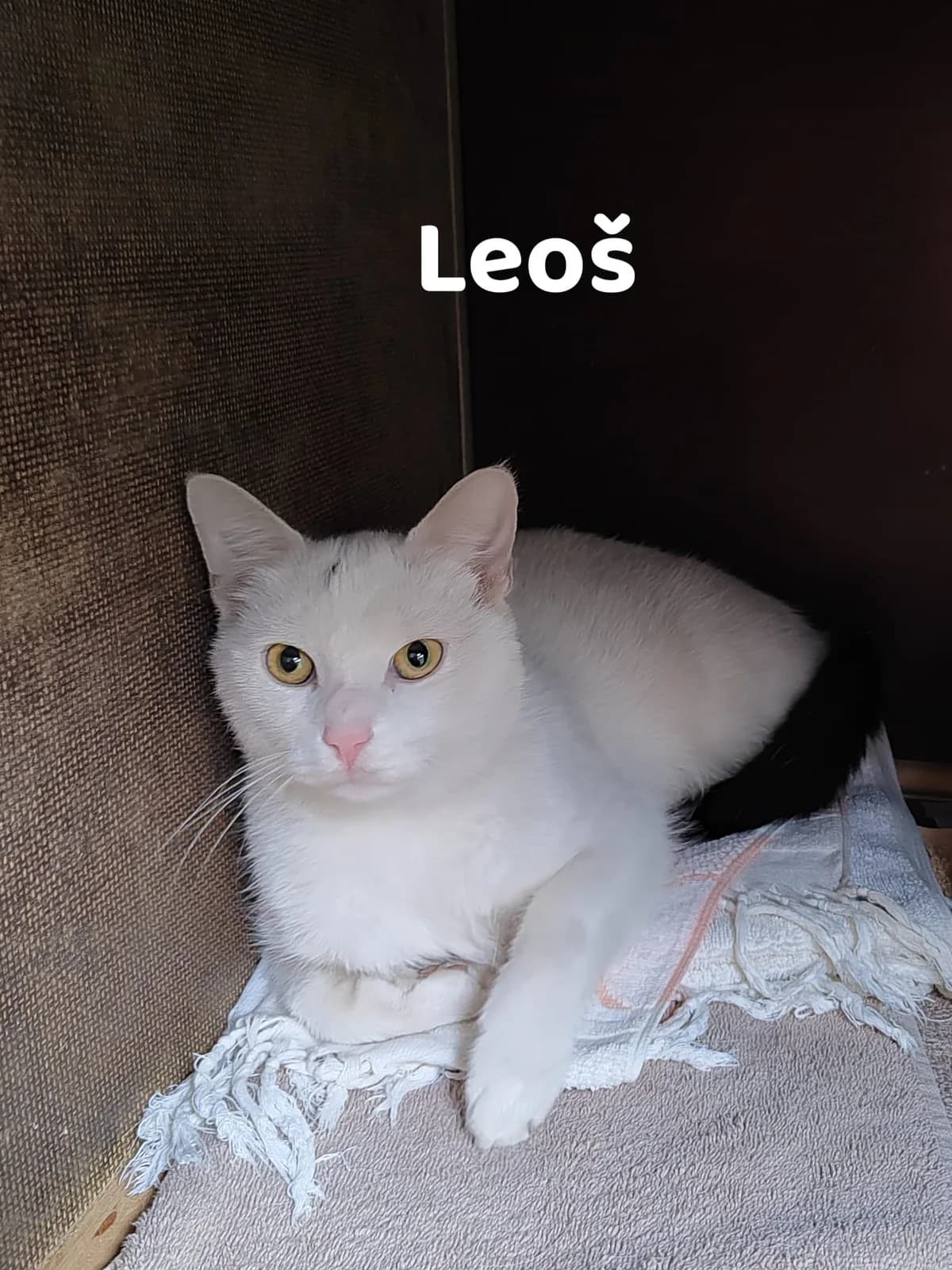 Leoš, male mixed breed for adoption at Útulek Přerov, Přerov-Přerov 2
