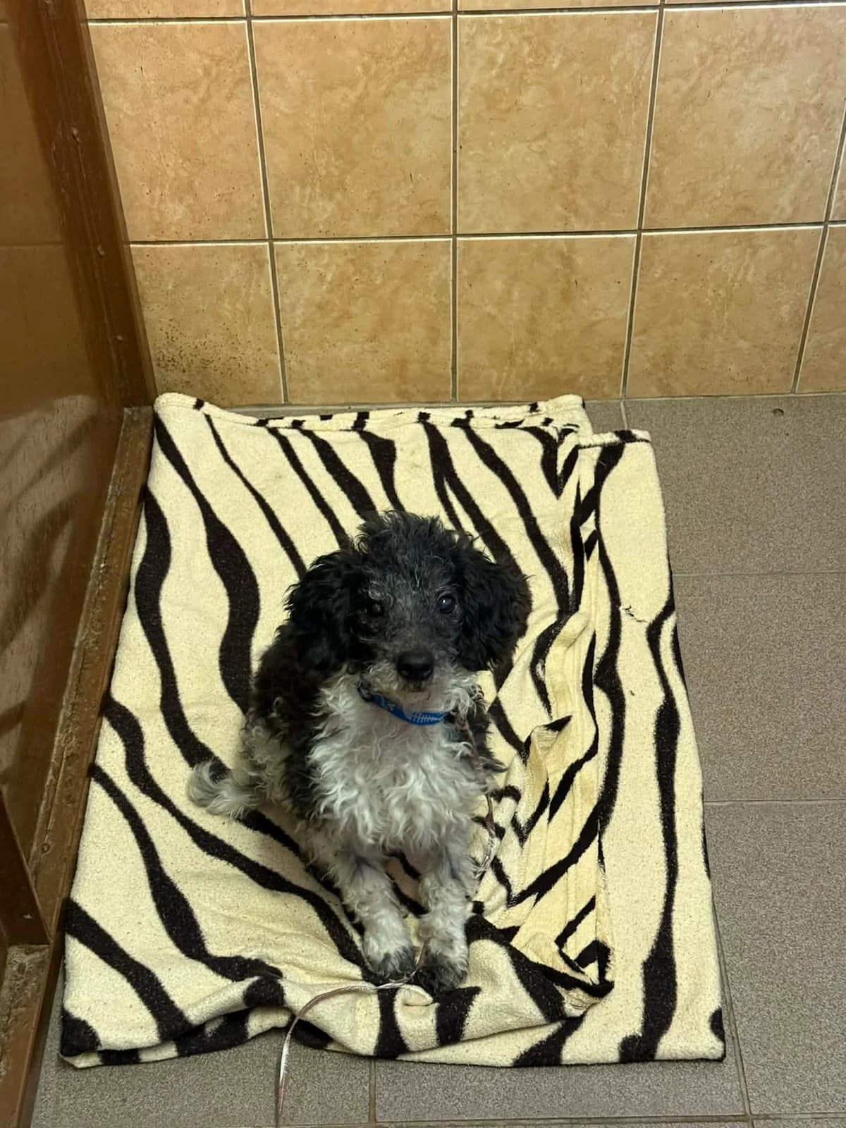 Lucky, male mixed breed for adoption at Útulek Přerov