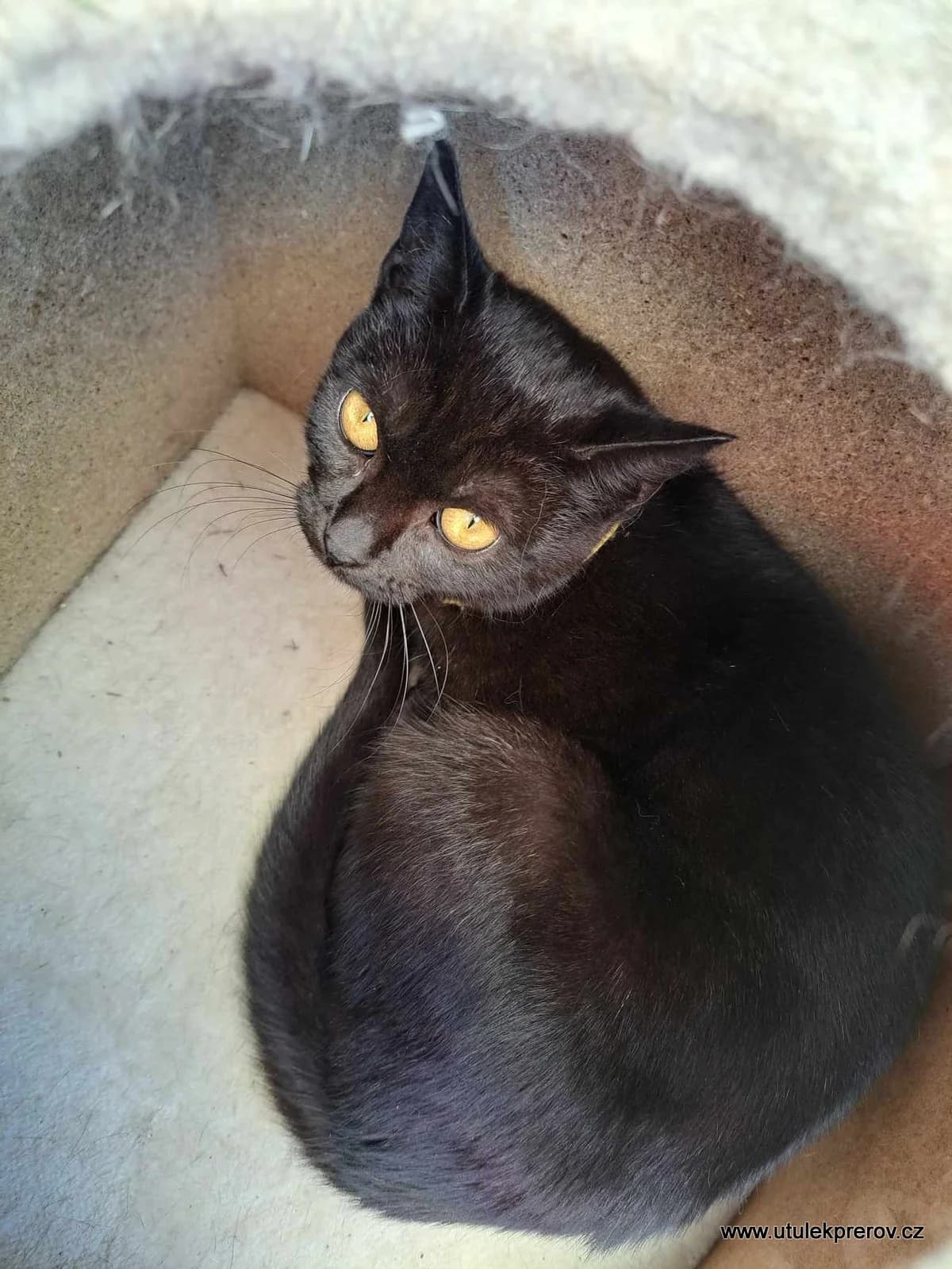 Luisa, female mixed breed for adoption at Útulek Přerov