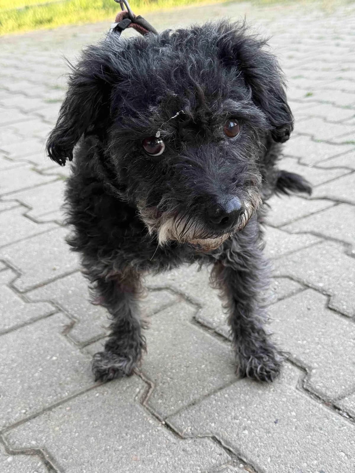 Lulu, female senior mixed breed for adoption at Útulek Přerov, Přerov-Přerov 2