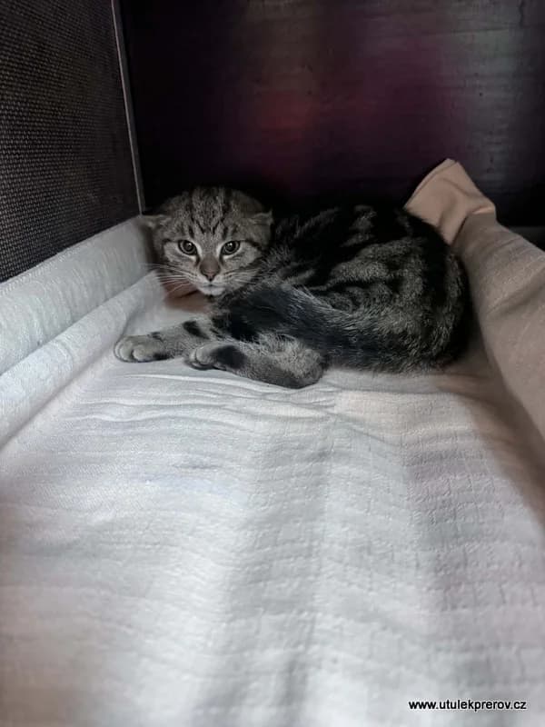 Otík, male mixed breed for adoption at Útulek Přerov