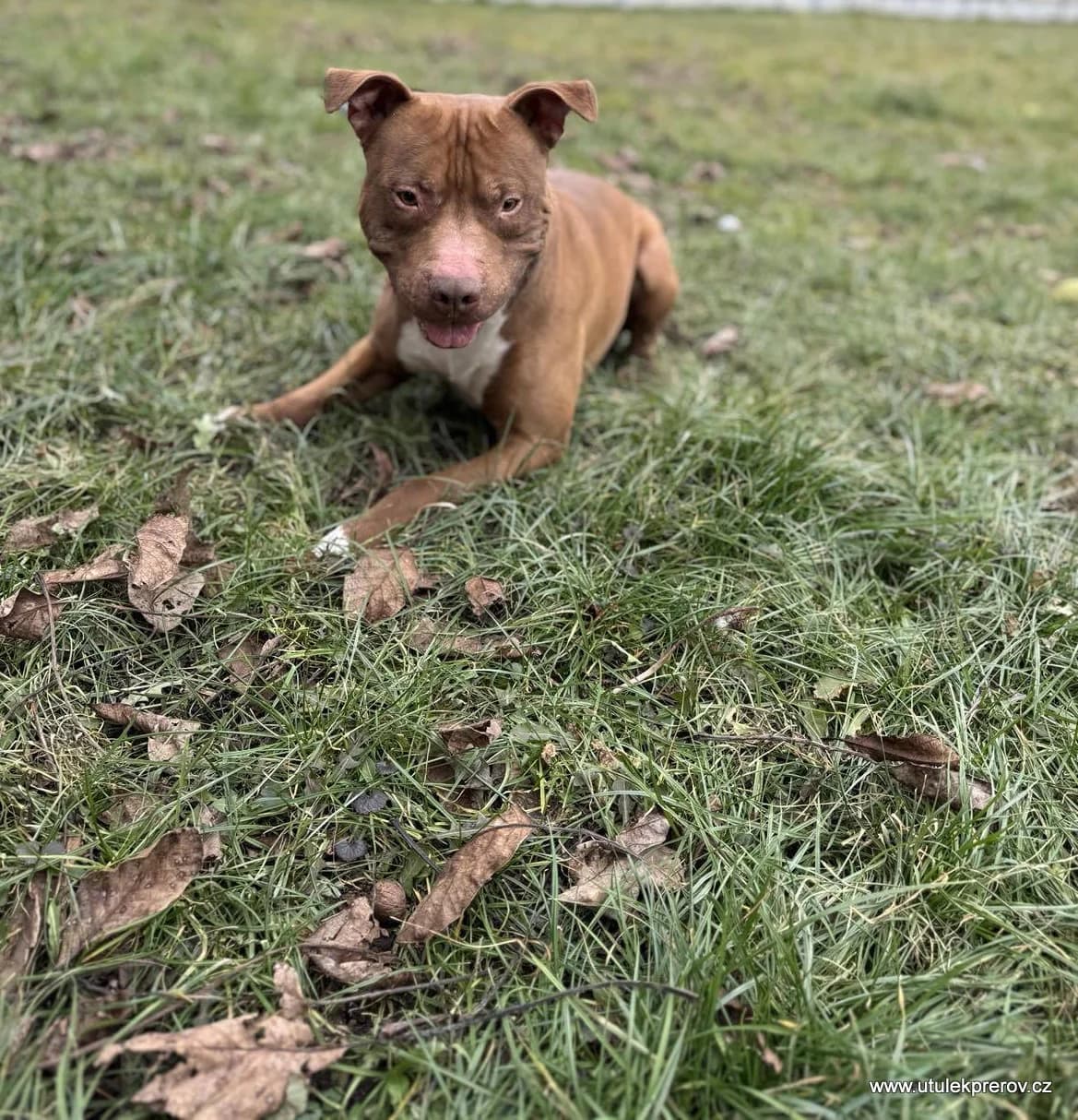 Rocky, male mixed breed for adoption at Útulek Přerov