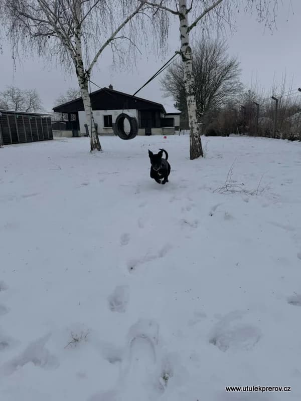Sheila, female mixed breed for adoption at Útulek Přerov