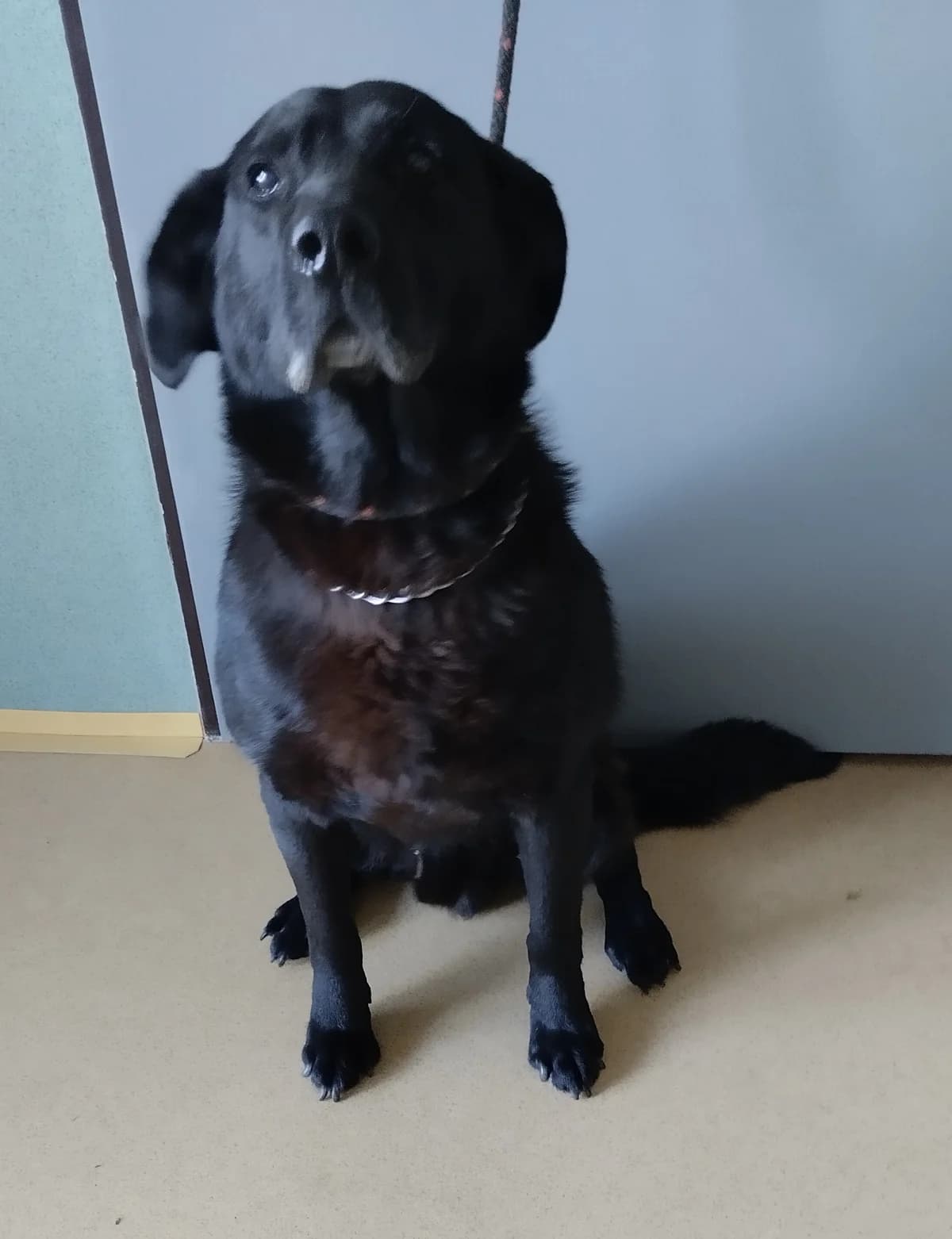 TIM, male senior mixed breed for adoption at Útulek Přerov, Přerov-Přerov 2