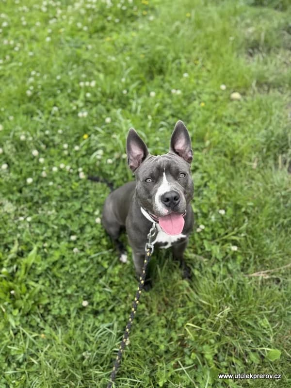 Tran, male mixed breed for adoption at Útulek Přerov