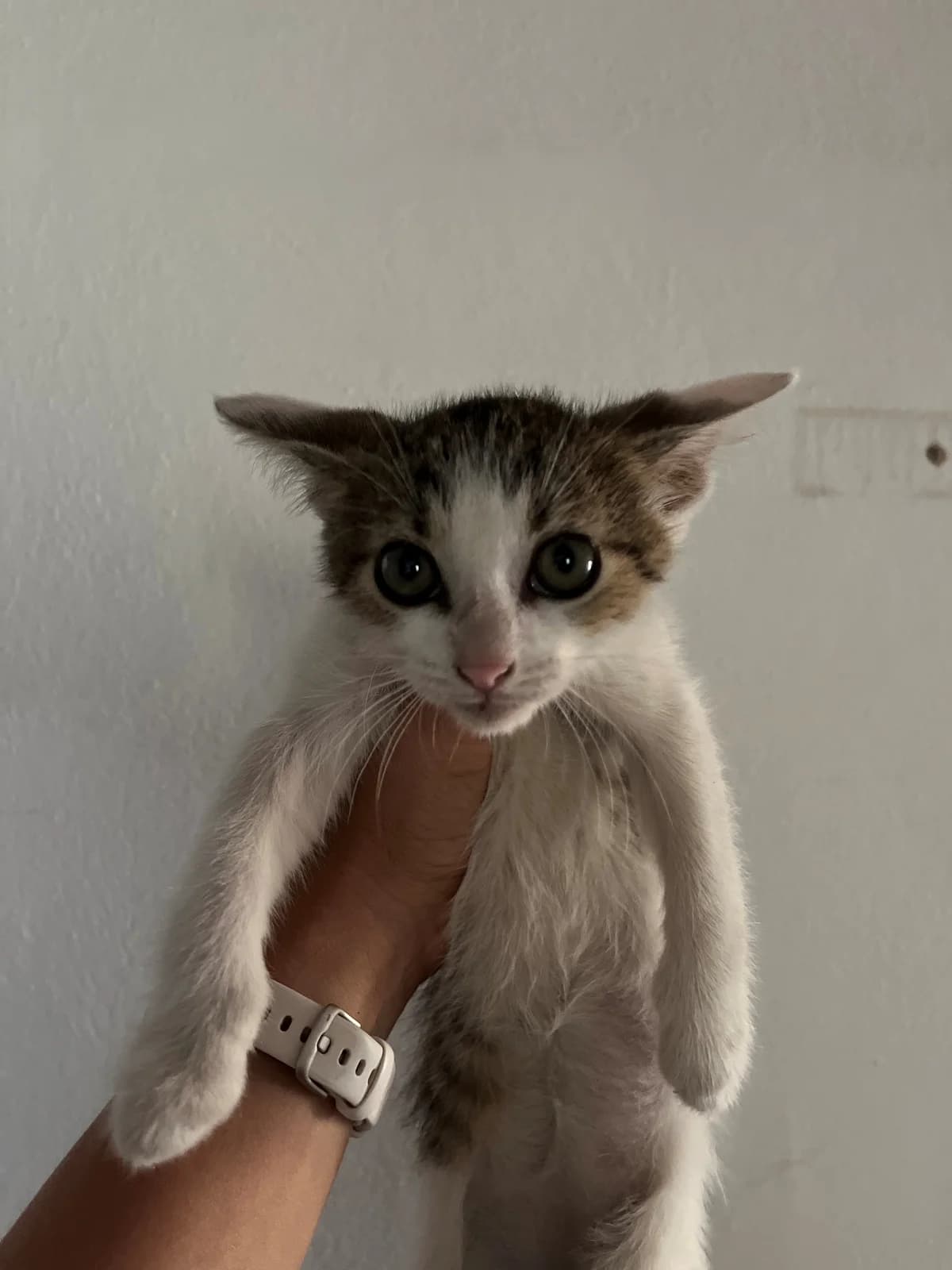 Valerína, female mixed breed for adoption at Útulek Přerov, Přerov-Přerov 2