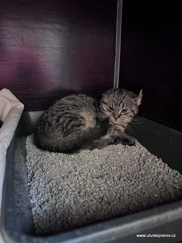 Vašík, male mixed breed for adoption at Útulek Přerov