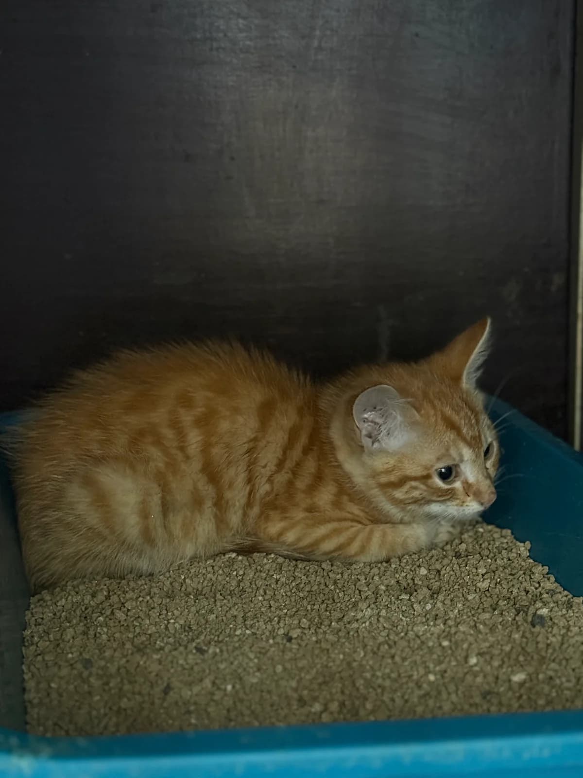 Zázvor, male mixed breed for adoption at Útulek Přerov, Přerov-Přerov 2
