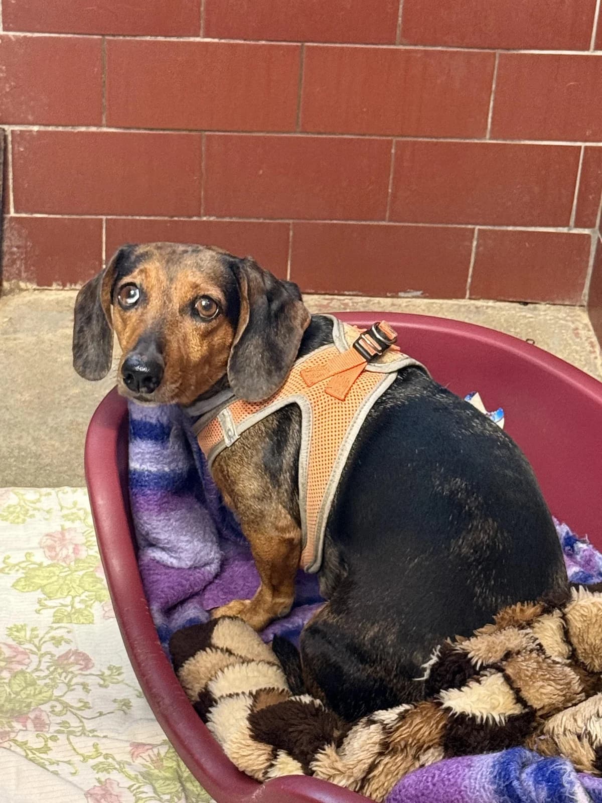 Zorka, female 7yo mixed breed for adoption at Útulek Přerov, Přerov-Přerov 2
