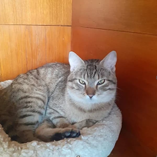 Alánek - není akt. k adopci, male 3yo Mixed Breed for adoption at Kočičí Útulna Sissi (Praha), Praha