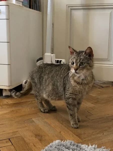 Amber, female 7yo Mixed Breed for adoption at Tierheim Frankenthal