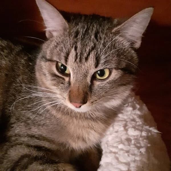 Cvrček - není akt. k adopci, male 3yo Mixed Breed for adoption at Kočičí Útulna Sissi (Praha), Praha