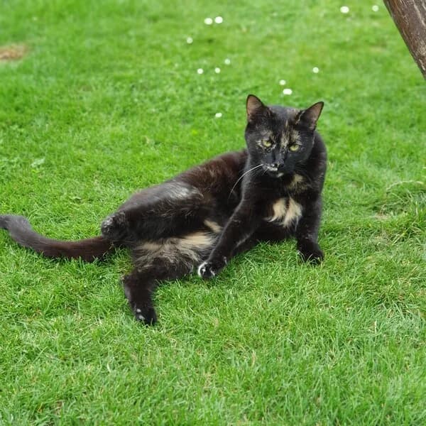 Malaga, female 3yo Mixed Breed for adoption at Kočičí Útulna Sissi (Praha), Praha