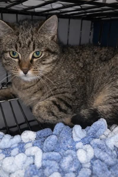 Mia, female 5yo Mixed Breed for adoption at TERRA MATER Tierauffangstation Lustadt