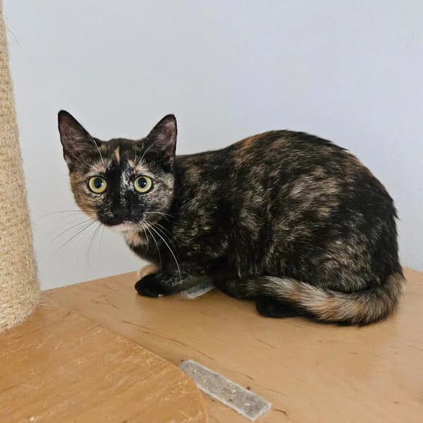 Miranda, female 3yo Mixed Breed for adoption at Kočičí Útulna Sissi (Praha), Praha