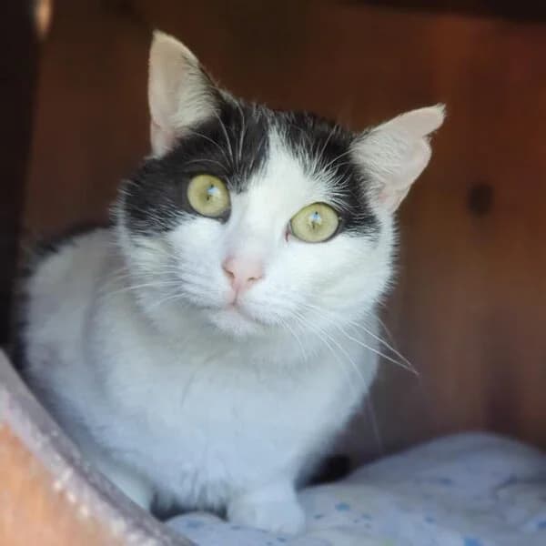 Sašenka, female 3yo Mixed Breed for adoption at Kočičí Útulna Sissi (Praha), Praha