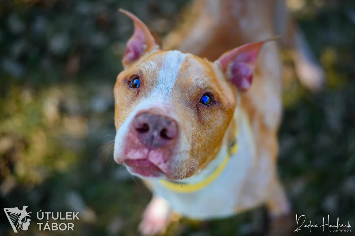 Valián, male mixed breed for adoption at Útulek Tábor