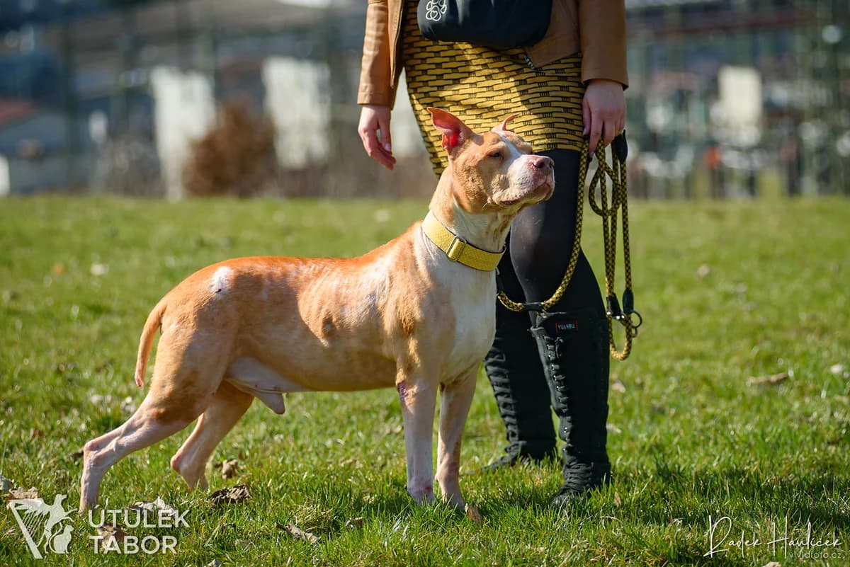 Valián, male mixed breed for adoption at Útulek Tábor — photo 2 of 5
