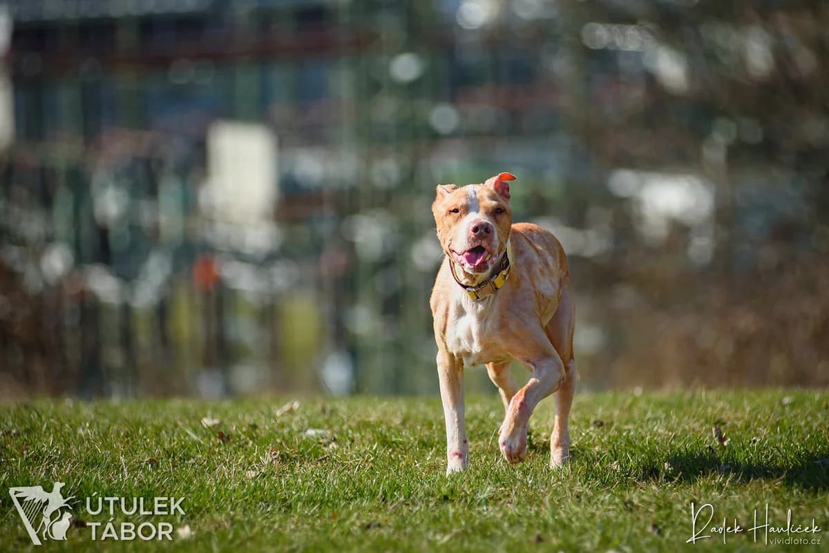 Valián, male mixed breed for adoption at Útulek Tábor — photo 3 of 5