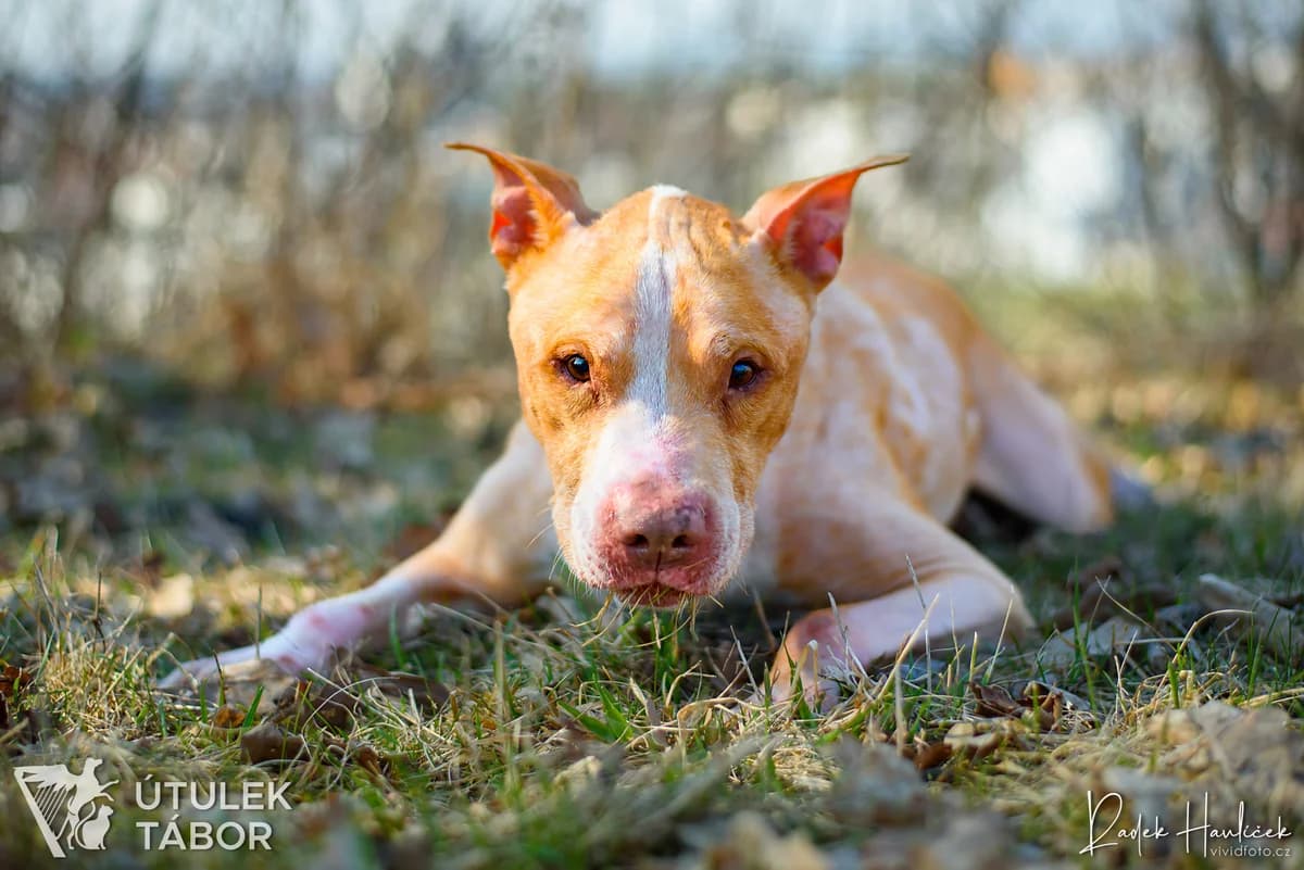 Valián, male mixed breed for adoption at Útulek Tábor — photo 4 of 5