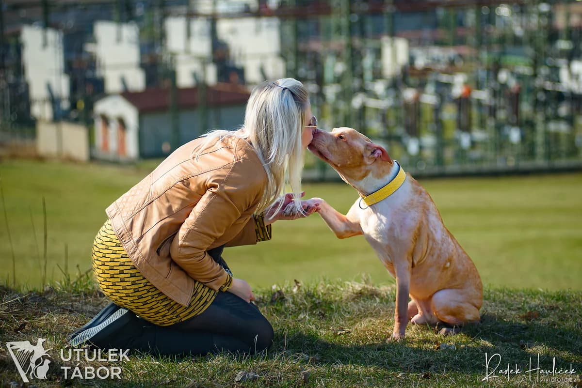 Valián, male mixed breed for adoption at Útulek Tábor — photo 5 of 5