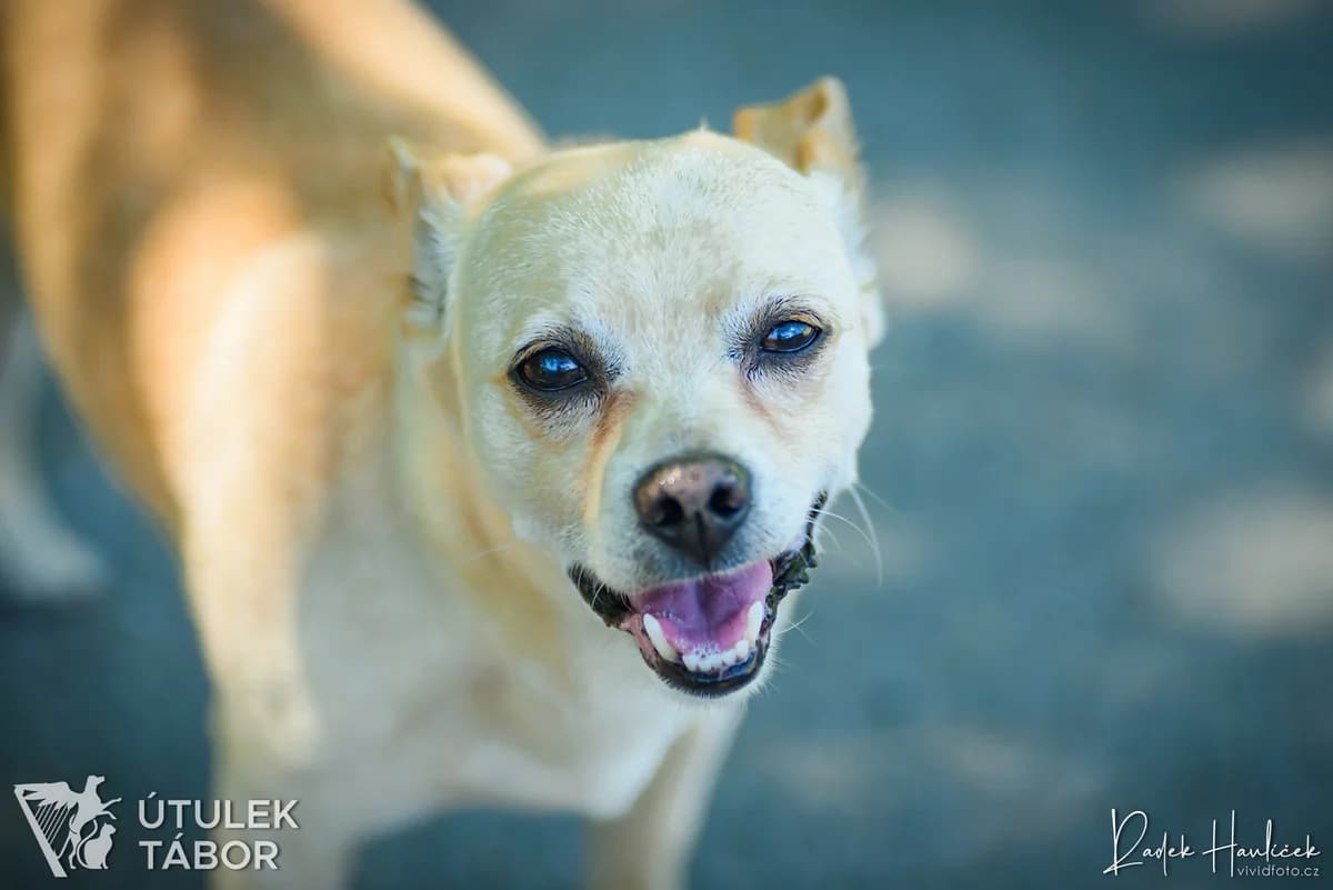 Piškot, male senior mixed breed for adoption at Útulek Tábor