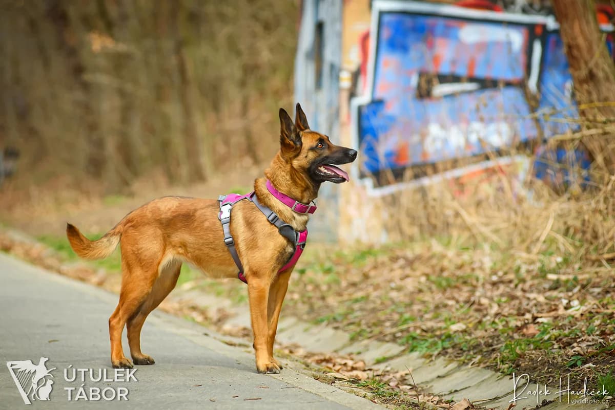 Malina, female senior Belgian Malinois for adoption at Útulek Tábor