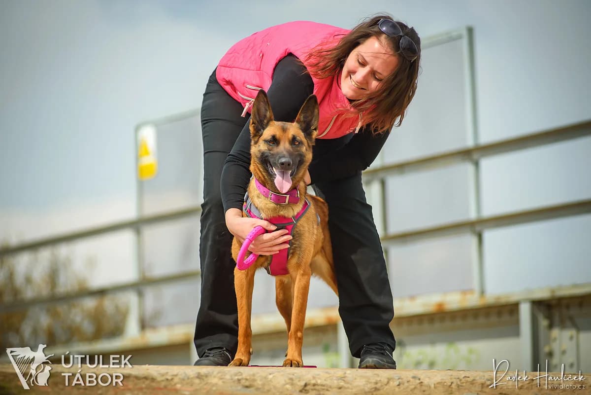 Malina, female Belgian Malinois for adoption at Útulek Tábor — photo 2 of 5