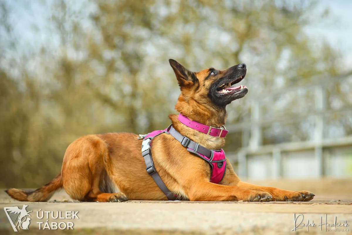 Malina, female Belgian Malinois for adoption at Útulek Tábor — photo 3 of 5