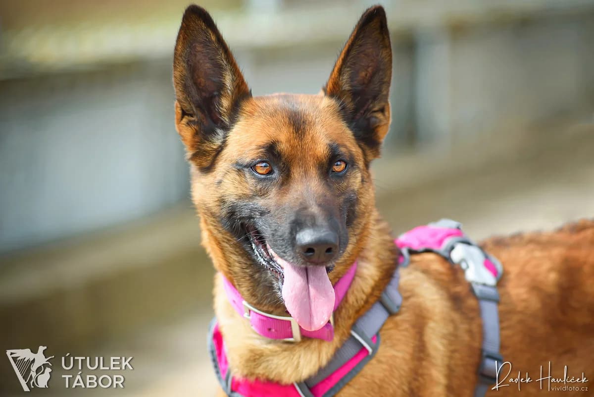 Malina, female Belgian Malinois for adoption at Útulek Tábor — photo 4 of 5