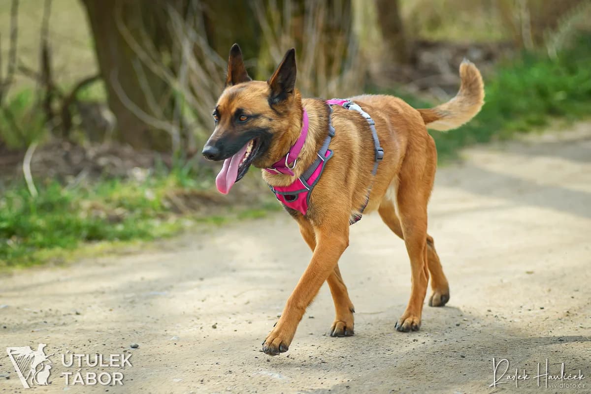 Malina, female Belgian Malinois for adoption at Útulek Tábor — photo 5 of 5