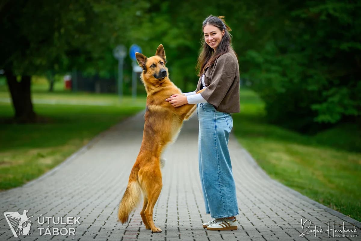 Harry, male mixed breed for adoption at Útulek Tábor