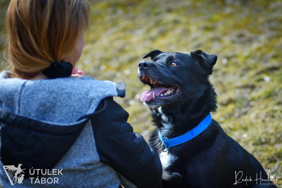 Opi, male 6yo Border Collie for adoption at Útulek Tábor