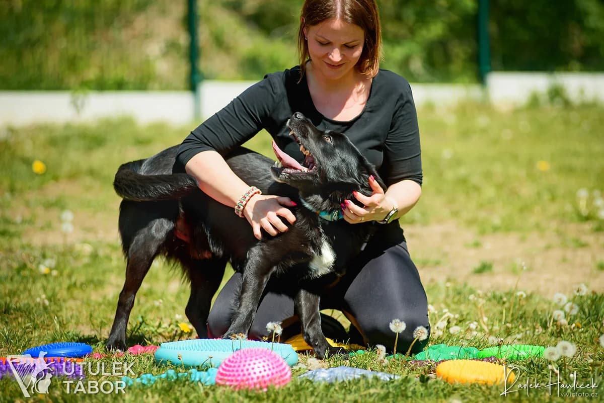 Opi, male Border Collie for adoption at Útulek Tábor — photo 2 of 5