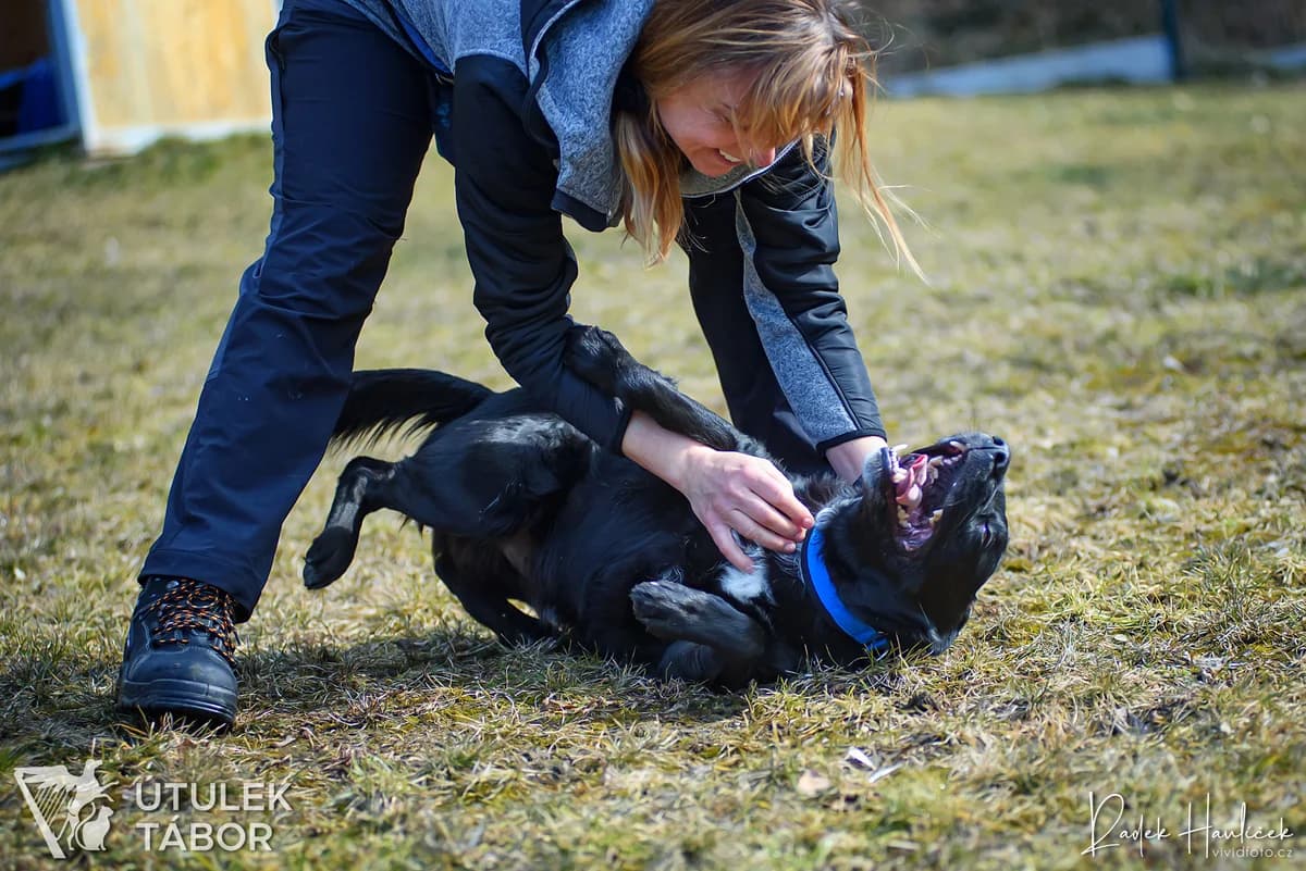 Opi, male Border Collie for adoption at Útulek Tábor — photo 3 of 5