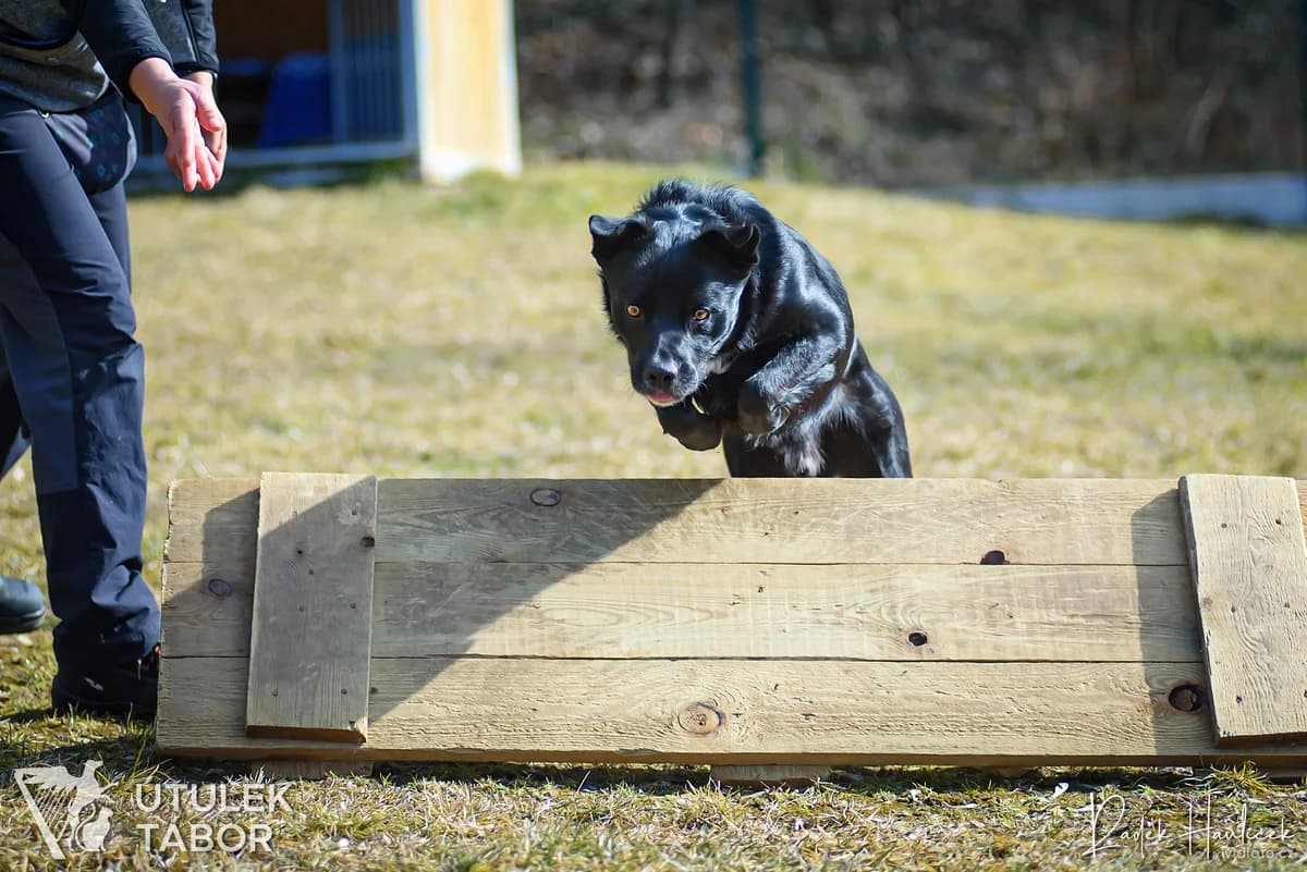 Opi, male Border Collie for adoption at Útulek Tábor — photo 4 of 5