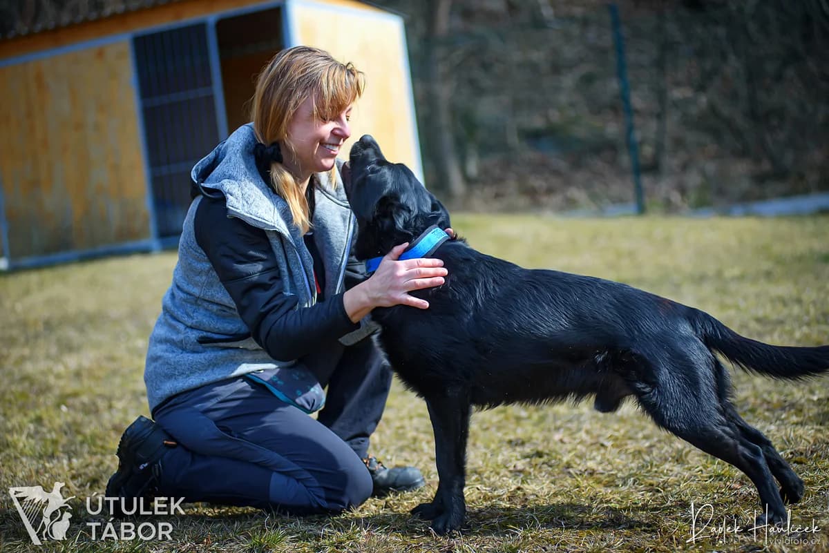 Opi, male Border Collie for adoption at Útulek Tábor — photo 5 of 5