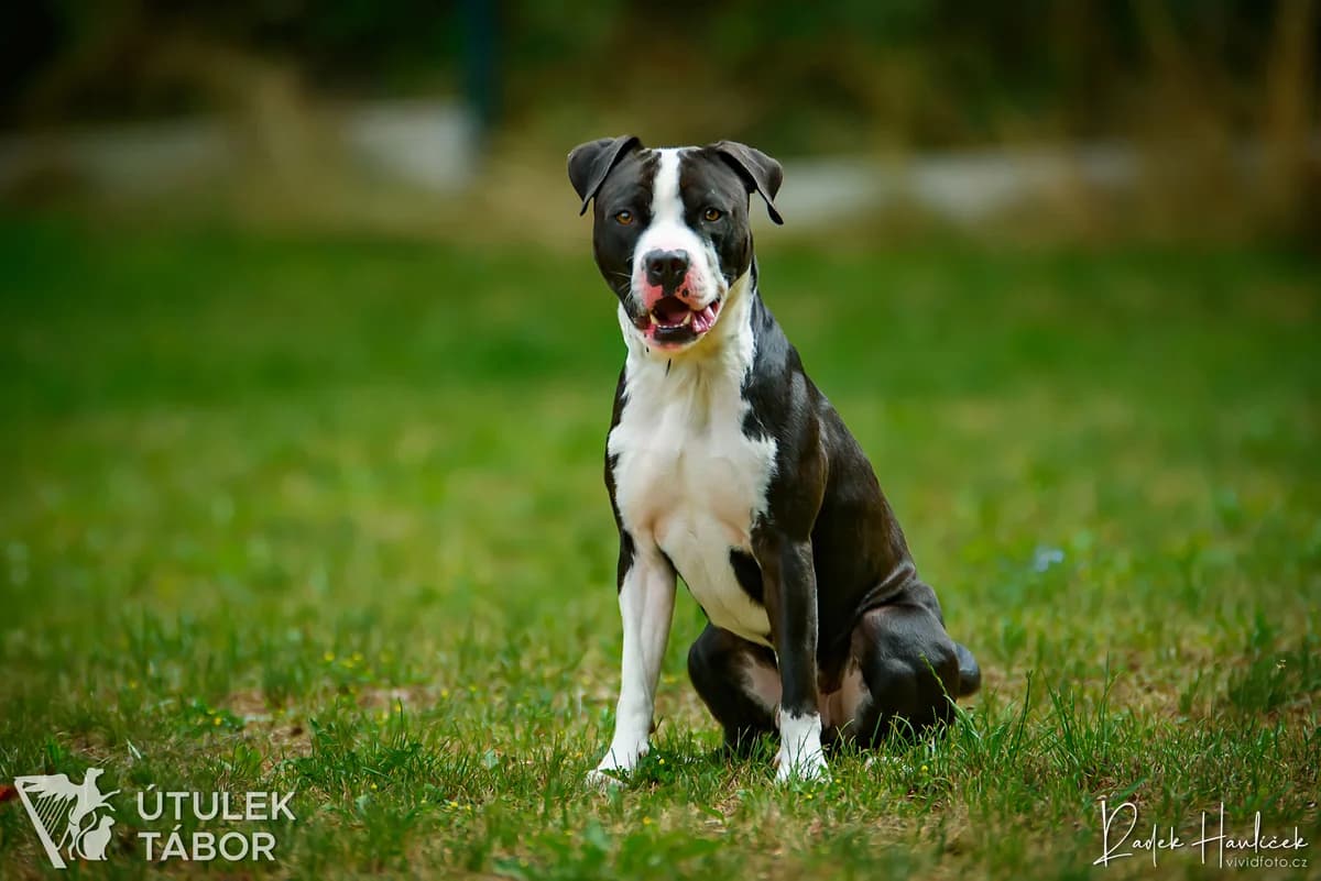Langyos, male mixed breed for adoption at Útulek Tábor