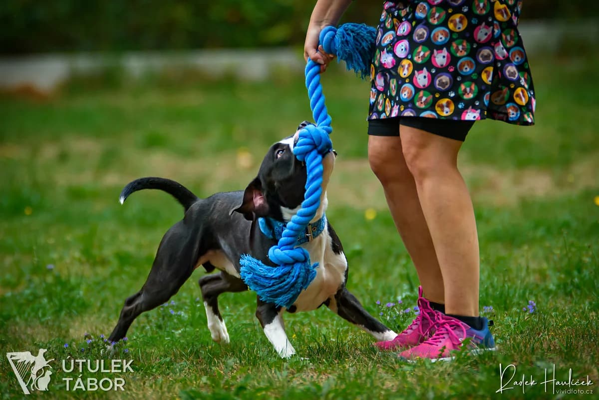Langyos, male mixed breed for adoption at Útulek Tábor — photo 2 of 5