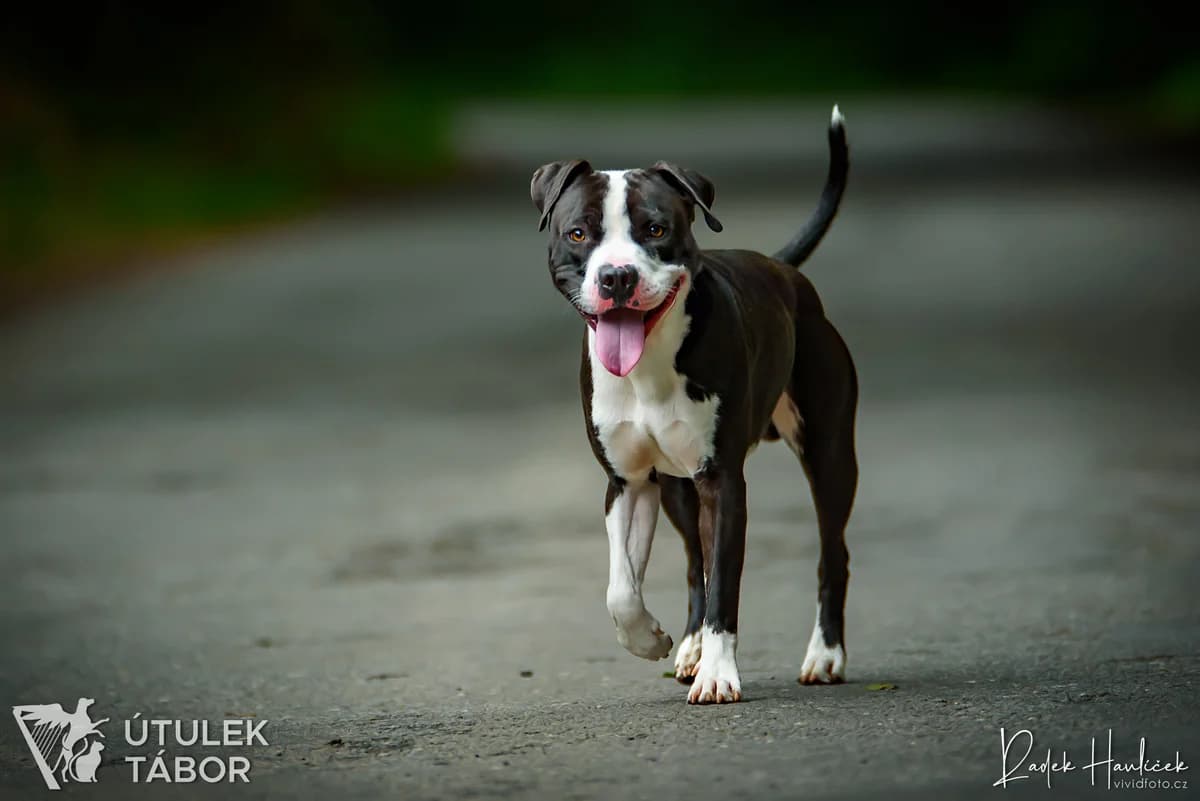 Langyos, male mixed breed for adoption at Útulek Tábor — photo 3 of 5