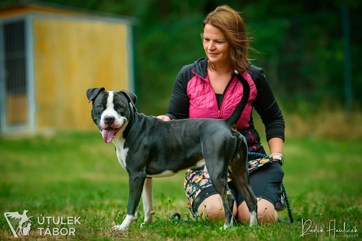 Langyos, male mixed breed for adoption at Útulek Tábor — photo 4 of 5