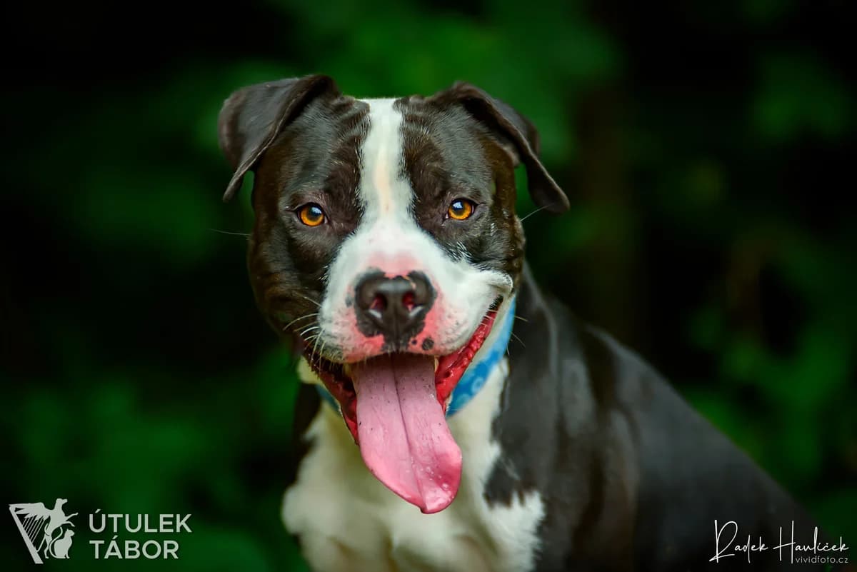 Langyos, male mixed breed for adoption at Útulek Tábor — photo 5 of 5