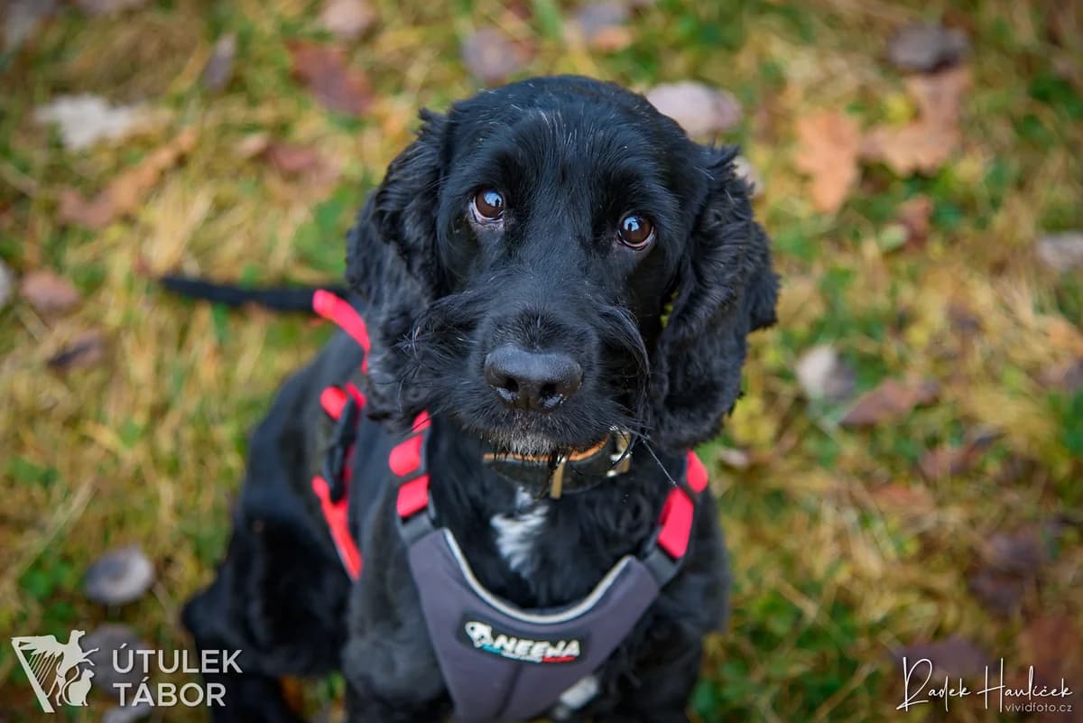 Sullivan, male mixed breed for adoption at Útulek Tábor