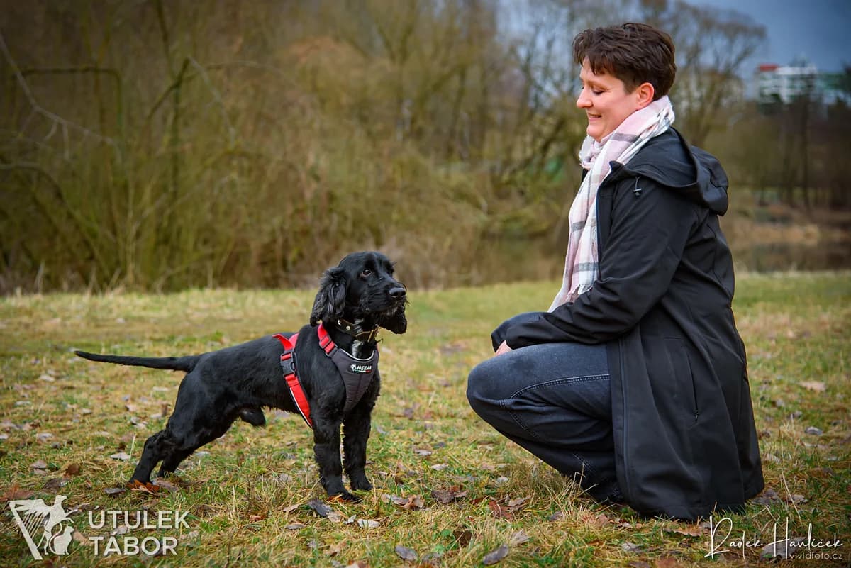 Sullivan, male mixed breed for adoption at Útulek Tábor — photo 2 of 3