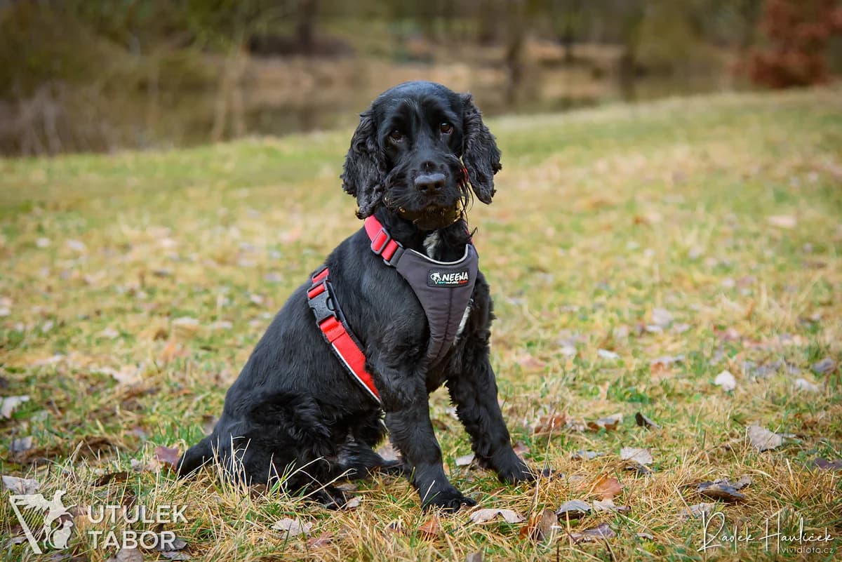 Sullivan, male mixed breed for adoption at Útulek Tábor — photo 3 of 3