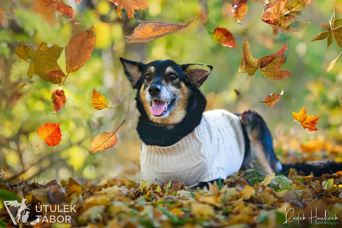 ALOHA, female 7yo mixed breed for adoption at Útulek Tábor